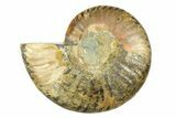 Cut & Polished Ammonite Fossil (Half) - Madagascar #308087-1